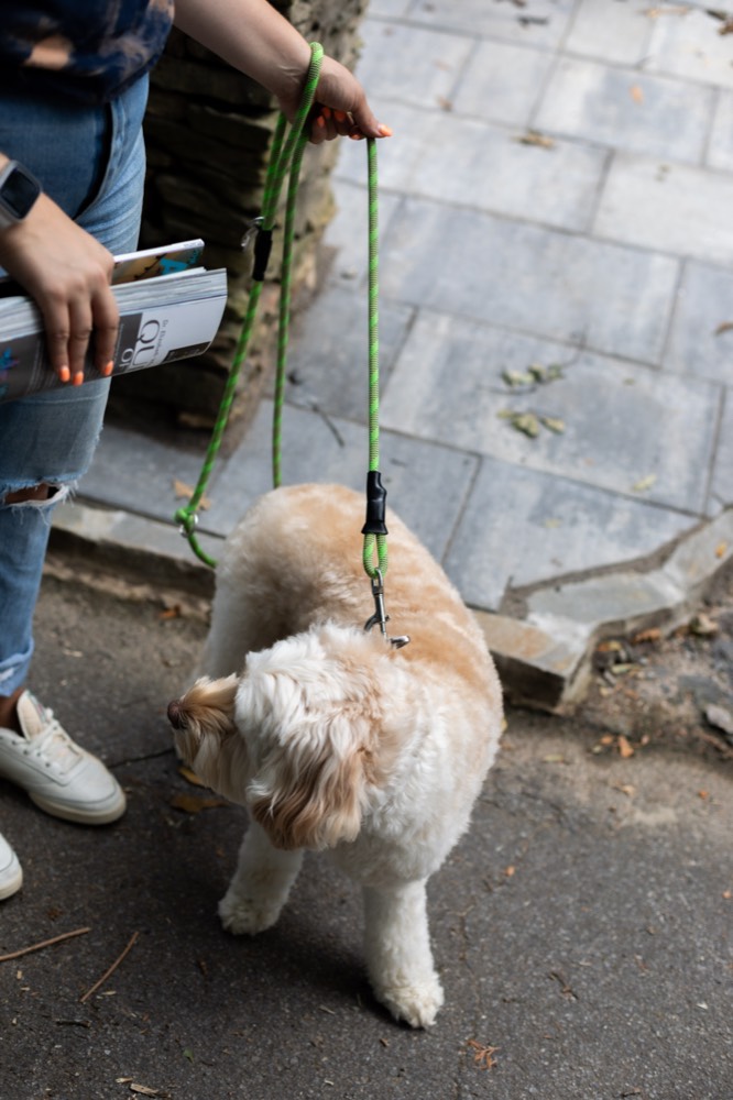 Walking a client's dog and carrying in the mail.